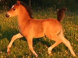 Pascali