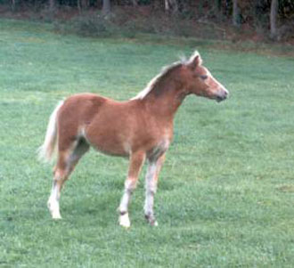Norash Cariadus